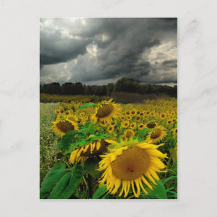 Tempête d'août, carte postale
