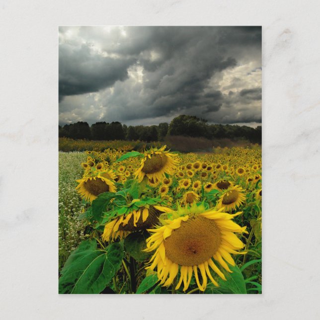 Tempête d'août, carte postale (Devant)