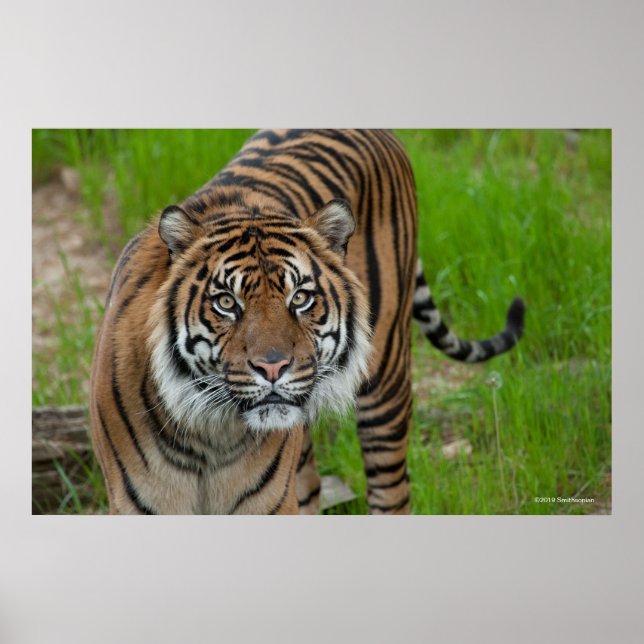 template poster (Vorne)