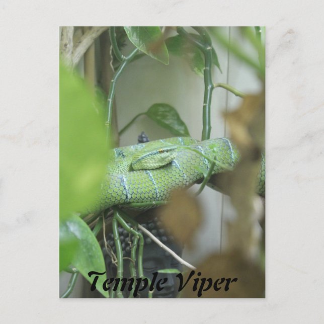 Temple Viper Postkarte (Vorderseite)