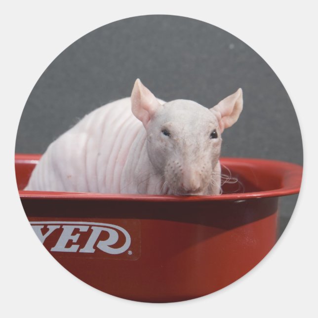 Templeton Runder Aufkleber (Vorderseite)