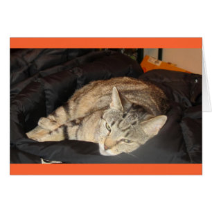 Temps De Lutte Pour Indigo