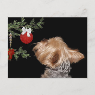 Tempted Yorkie Christmas Feiertagspostkarte