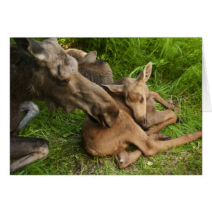 Tendre Mère Moose