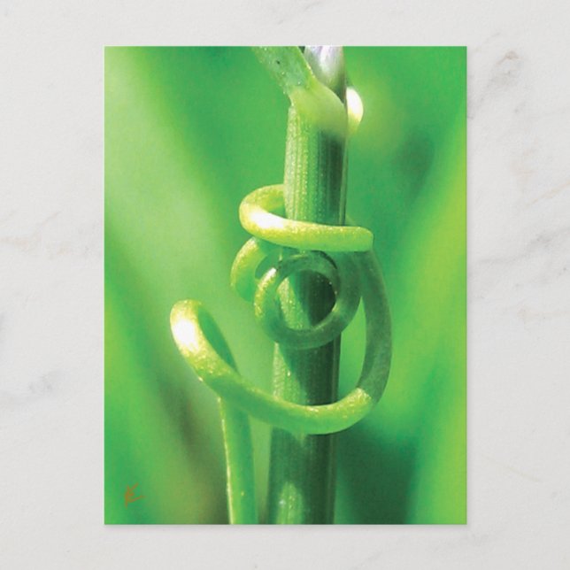 Tendril Vine Lovers in Nature Postkarte (Vorderseite)