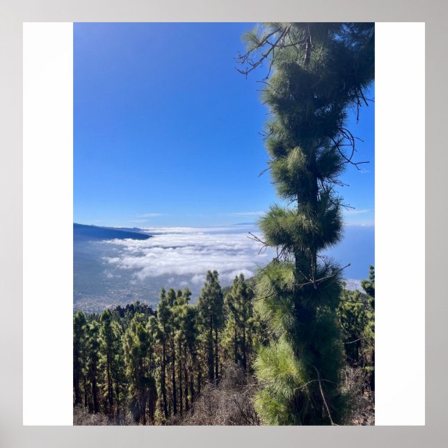 Teneriffa-Glückspilze. Poster (Vorne)