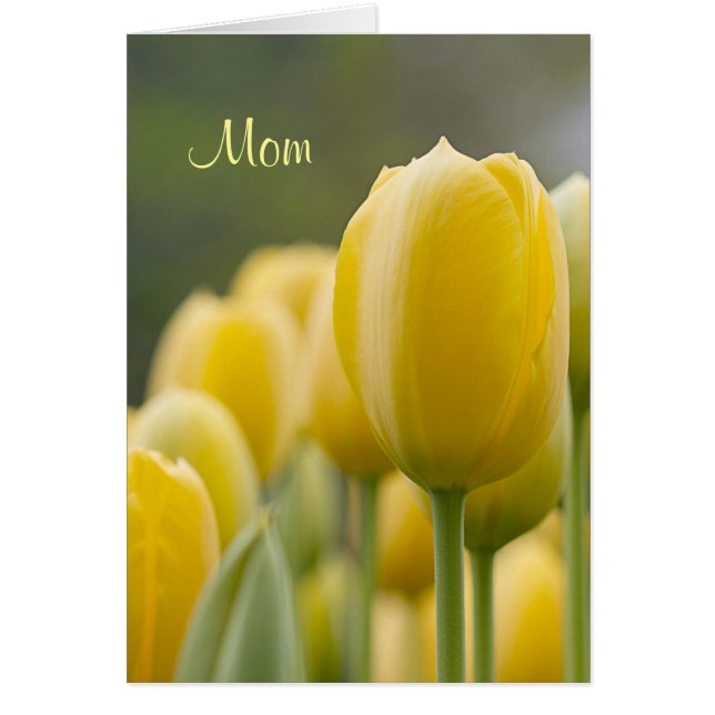 Tenez-vous debout Tulip (Devant)