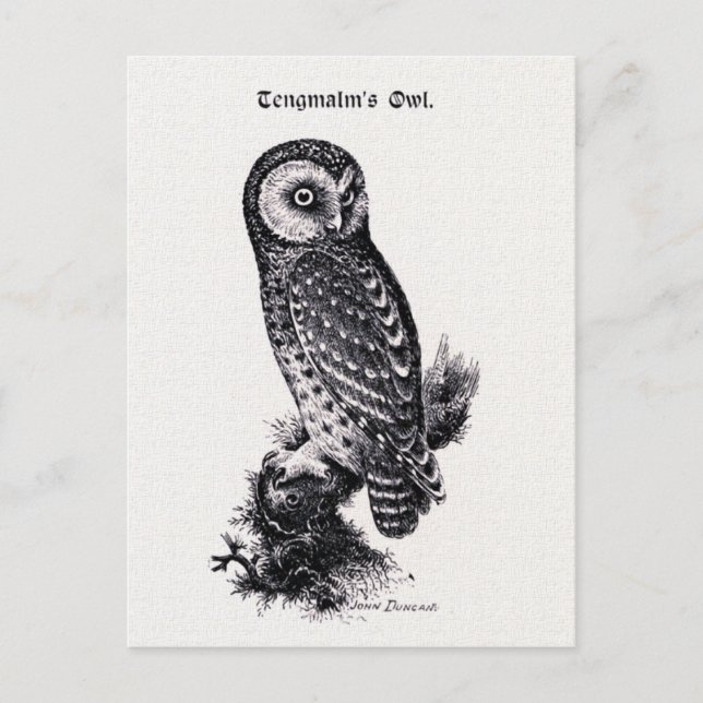 Tengmalm's Owl Vintag Bird Illustration Postkarte (Vorderseite)
