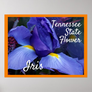 Tennessee Iris Poster Flower State