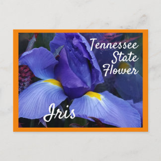 Tennessee Staat Blume TN Iris Postkarte