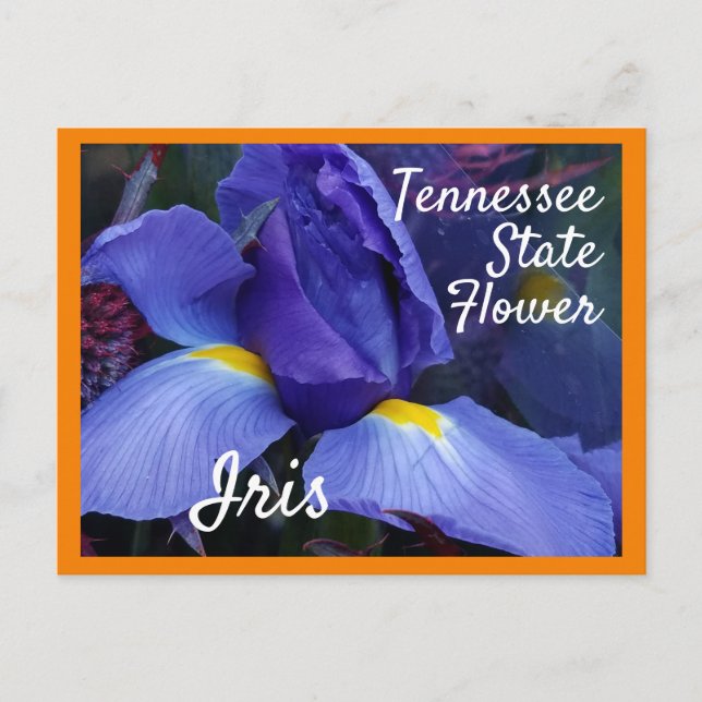 Tennessee Staat Blume TN Iris Postkarte (Vorderseite)