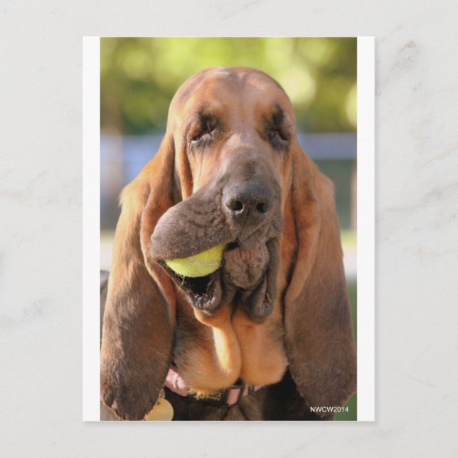 Tennis, jemand? postkarte (Vorderseite)