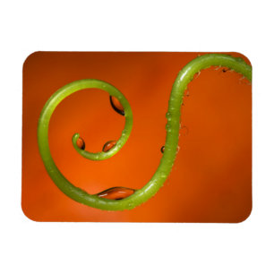 Tenoforelle, Kalifornien Magnet