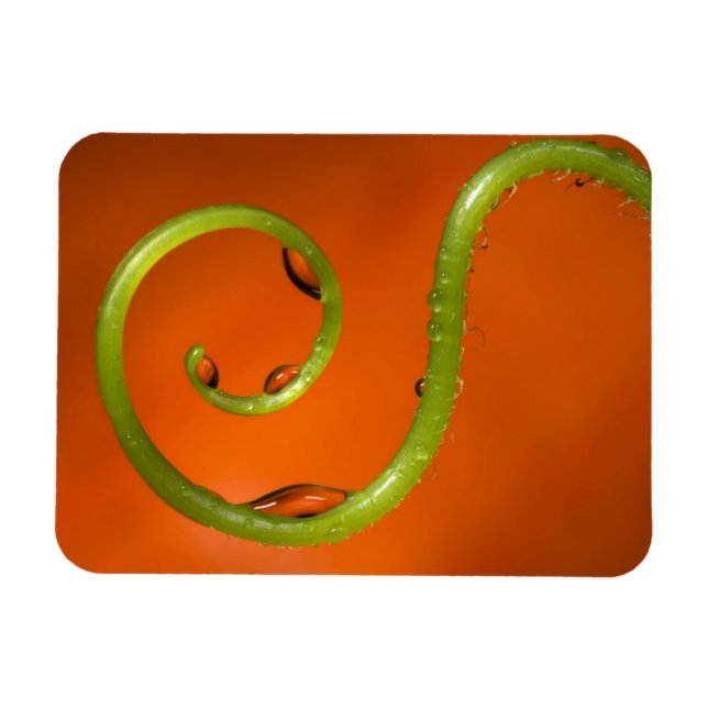 Tenoforelle, Kalifornien Magnet (Horizontal)