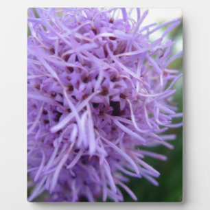 Tentacle Spider Violet Blume Fotoplatte