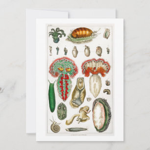 Tentakel Octopus Squidward tentacles Einladung