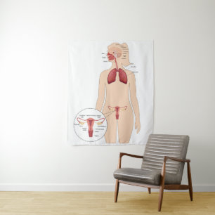 Tenture Anatomie du système reproducteur féminin et poumon