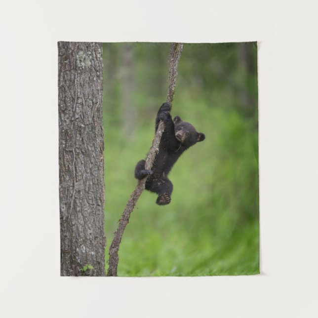 Tenture Black Bear Cub jouant sur le membre de l'arbre (Devant)