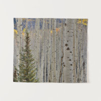 Bosquets d'automne de trembles | Montagnes Rocheus