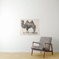 Brodtmann Camel Sketch