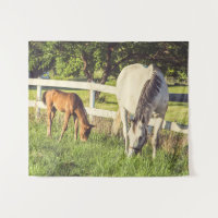 Chevaux Bébé Animaux de ferme Moyen