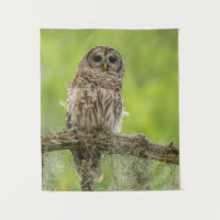 Hibou rayé sur branche d'arbre