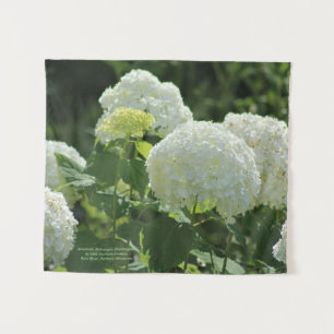 Tenture Hortensia d'Annabelle