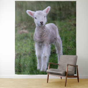 Tenture Lamb Bébé Mouton ferme animal