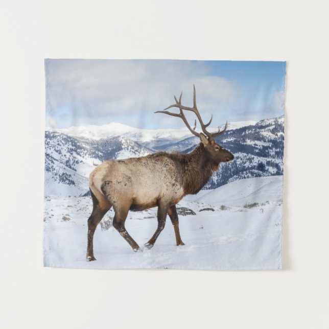 Tenture Lone Bull Elk | Parc national de Yellowstone (Devant (Horizontal))