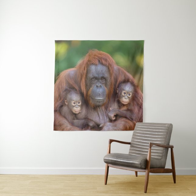 Tenture Maman Orangoutane Surveillant Deux Bébés (En situation)