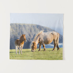 Tenture Mare avec Foal, îles Shetland, Ecosse