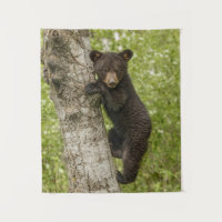 Ourson noir dans un arbre