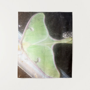 Tenture Papillon lune en gros plan