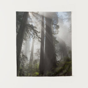 Tenture Parc national de Redwood Californie
