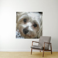 Portrait de chien de rue White Haired