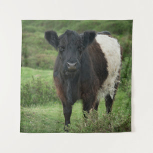 Tenture Vache galloway à ceinture