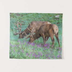 Tenture Wapitis mâles, parc national de Rocky Mountain, Co