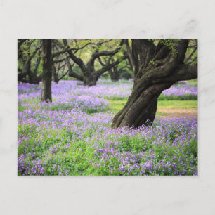 Teppich chinesischer Violettkleidung Postkarte