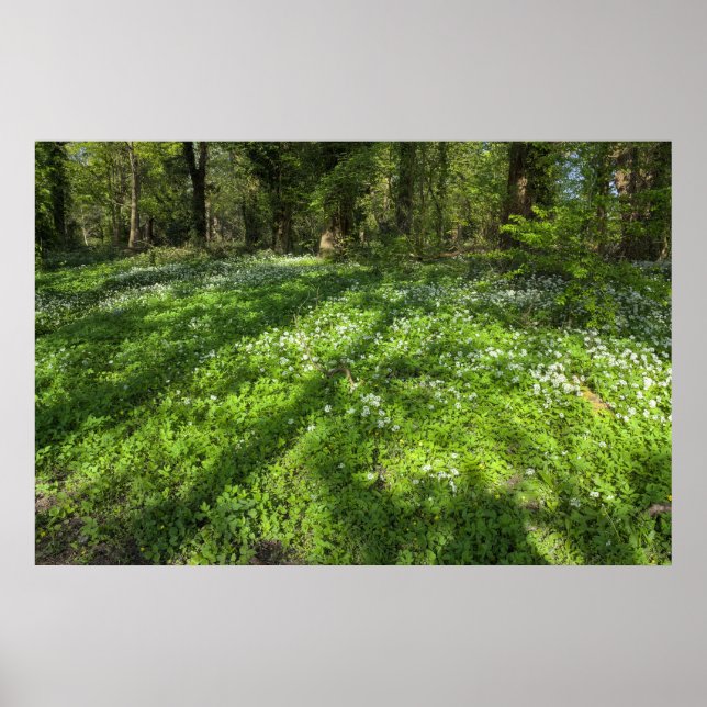 Teppichboden mit Baumschatten Poster (Vorne)