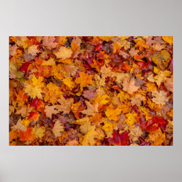 Teppichboden, Ontario, Kanada Poster