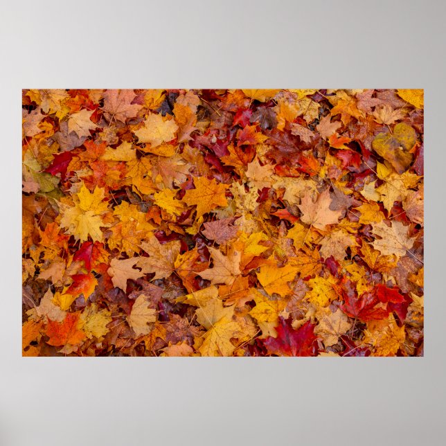 Teppichboden, Ontario, Kanada Poster (Vorne)