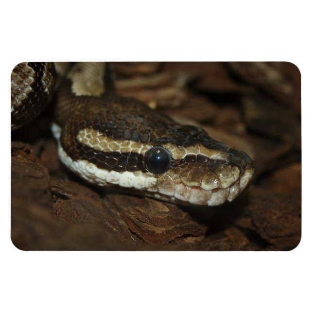 Teppichpython Magnet (Horizontal)
