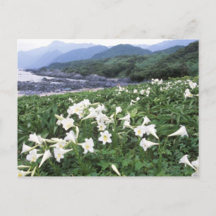 Teppo Yuri (Lilie), Yakushima, Kagoshima, Japan Postkarte