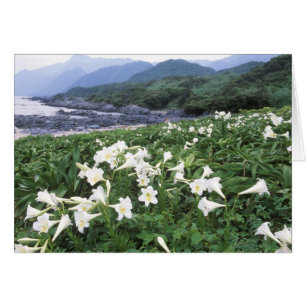 Teppo Yuri (Lily), Yakushima, Kagoshima, Japon