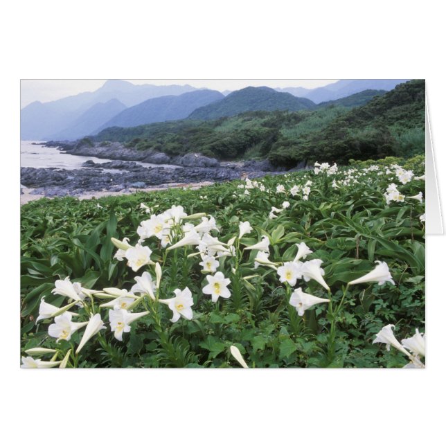 Teppo Yuri (Lily), Yakushima, Kagoshima, Japon (Devant horizontal)