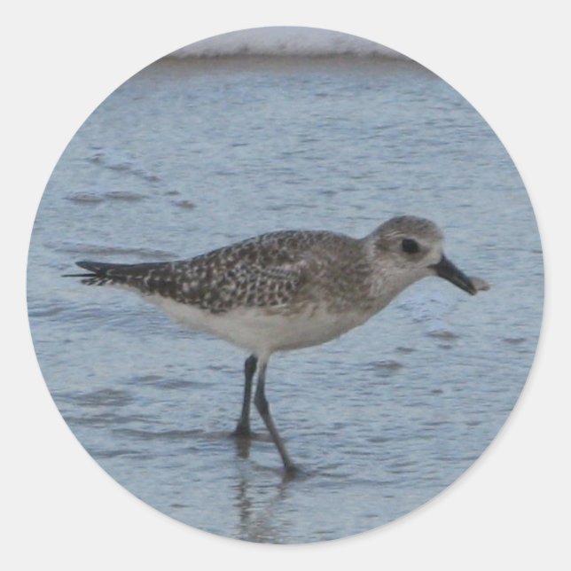 Tern Bird auf dem Strandaufkleber Runder Aufkleber (Vorderseite)