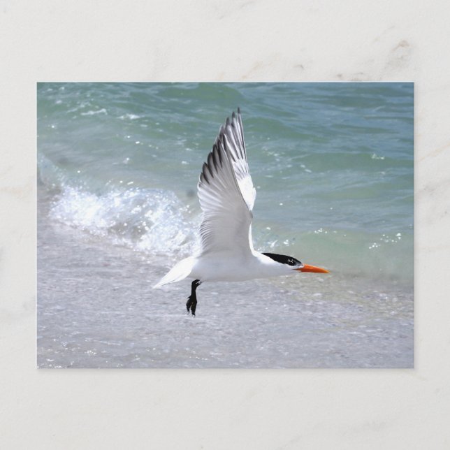 Tern im Flug Postkarte (Vorderseite)