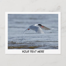 Tern-Natur-Foto-Postkarte Postkarte