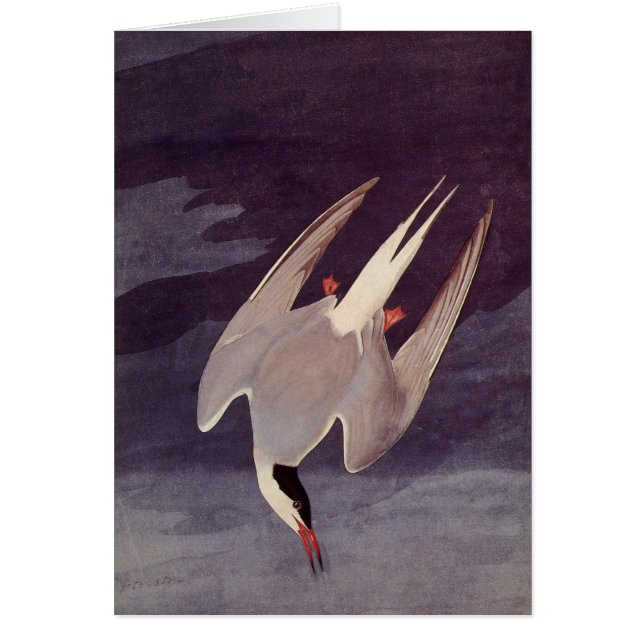 Terne arctique par John James Audubon, Oiseaux Vin (Devant)