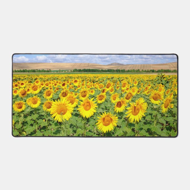 Terrain de tournesol (Recto)